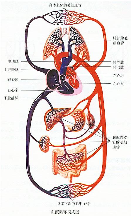 血液循环简图
